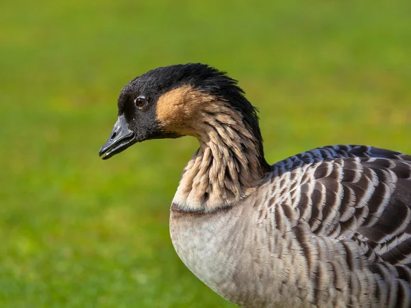 Hawaiian Goose Portrait — Stock Photo, Image