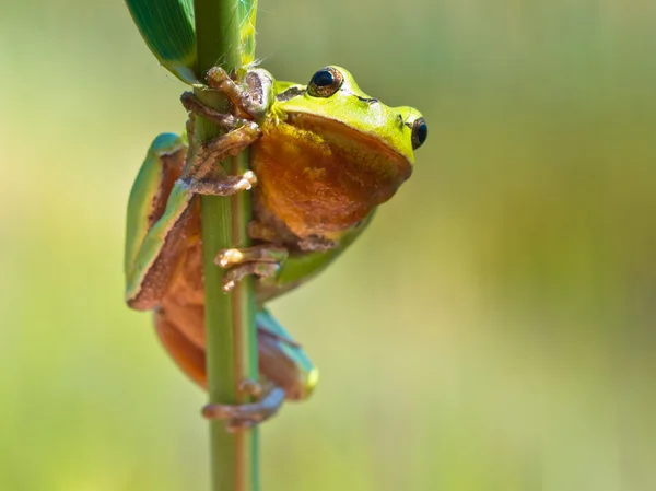 Wild Treefrog — Stock Photo, Image