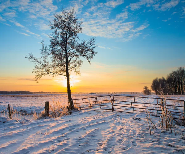在冬季风景棵孤独的树 — 图库照片
