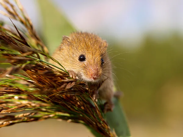 マウスはリード プルームから見て収穫 — ストック写真
