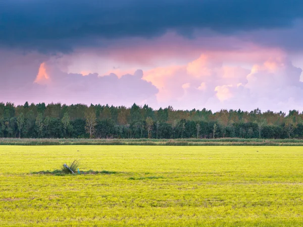 Mowed Meadow with Forest Edge — Stock Photo, Image