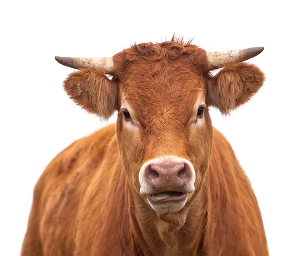 Portrait d'une vache — Photo