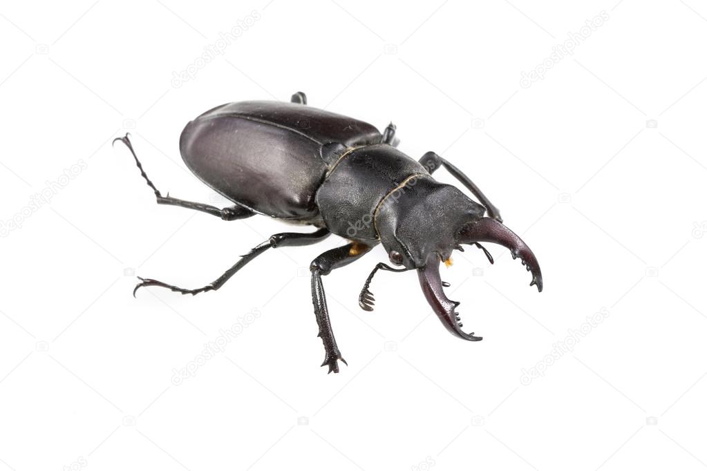 Stag Beetle on White Background