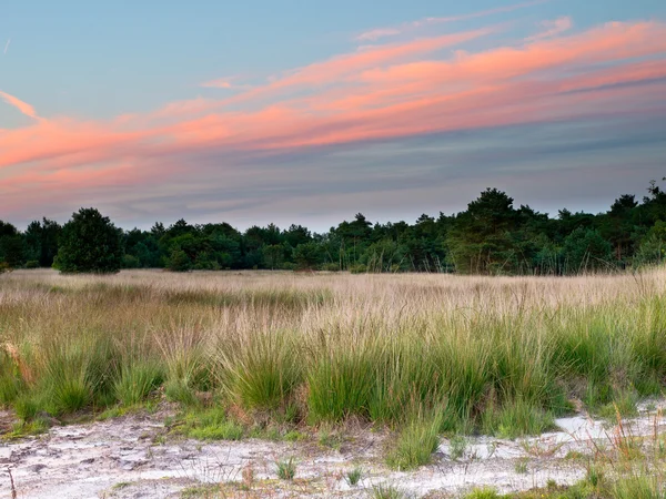 Zonsondergang over Nederland natuurreservaat — Stockfoto