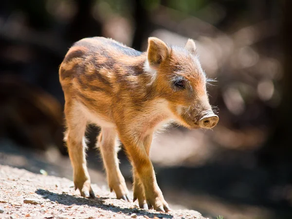 Wildschweinferkel — Stockfoto