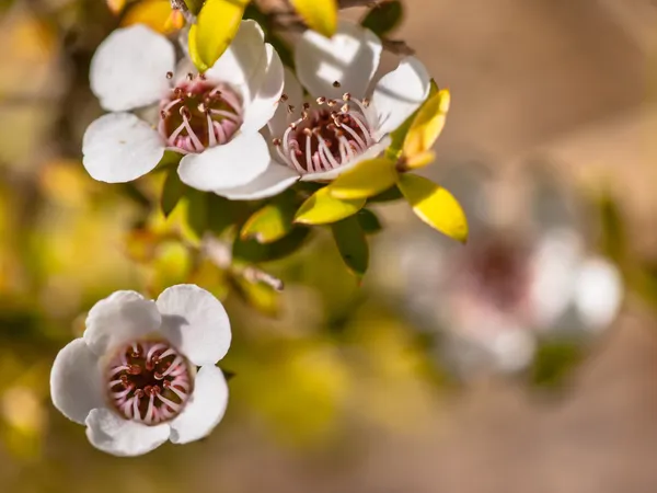 Деталь цветка мануки — стоковое фото