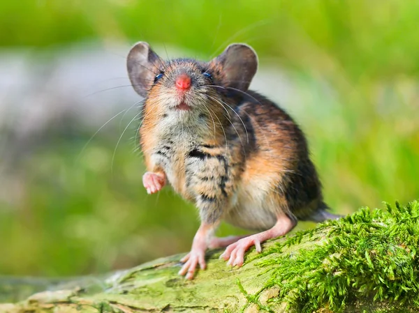 Ratón de campo (apodemus sylvaticus ) — Foto de Stock