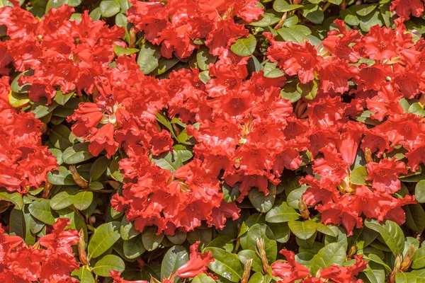 Rododendro floreciente —  Fotos de Stock