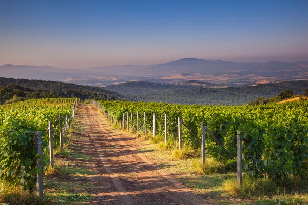 Chianti Vineyard Tuscany, Italy — Stock Photo, Image