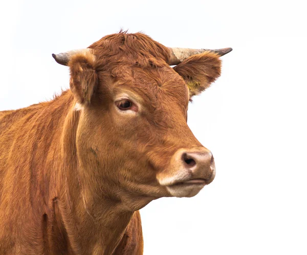 Portrait d'une vache — Photo