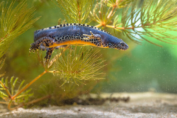 Male Alpine Newt swimming under water