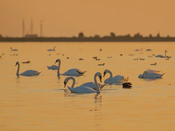 Oranžové světlo labutě — Stock fotografie