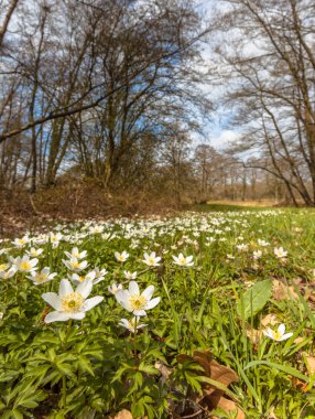 Wood Anemone in a Grass Field in early Spring clipart