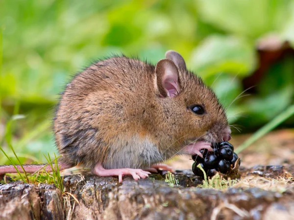 Мышь с фруктами — стоковое фото