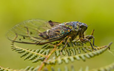 Yeni Zelanda Cicade yaprak yeşil arka plana sahip üzerinde