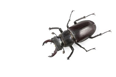 İzole Stag Beetle