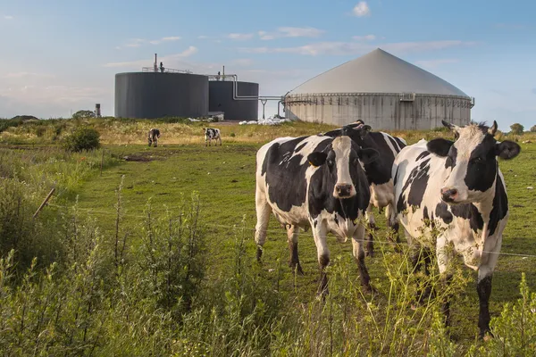 Биогазовая установка с коровами — стоковое фото