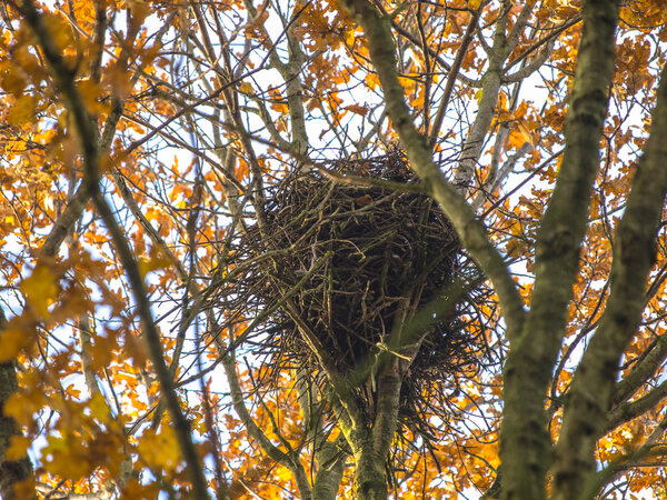 Crow Nest in the Top of a Tree in Autumn