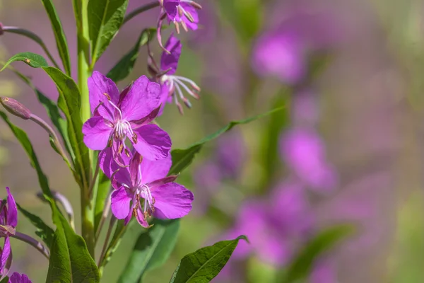 Détail des fleurs de l'herbe à saule — Photo