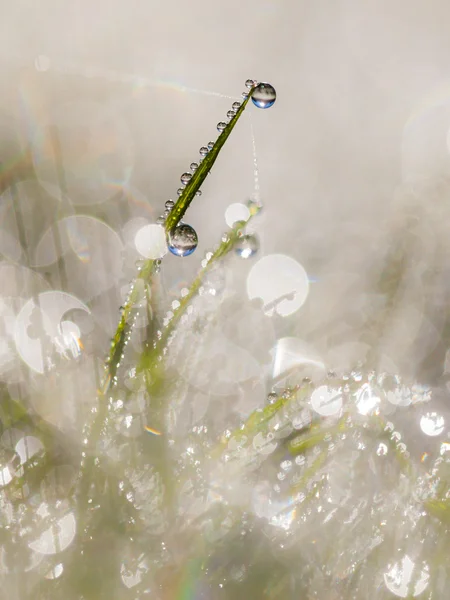 Dew Drops on Grass Blade in the early morning with Beautiful Len — стоковое фото