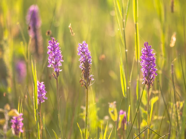 Skupina divokých evropských orchidejí v travnaté hřiště — Stock fotografie