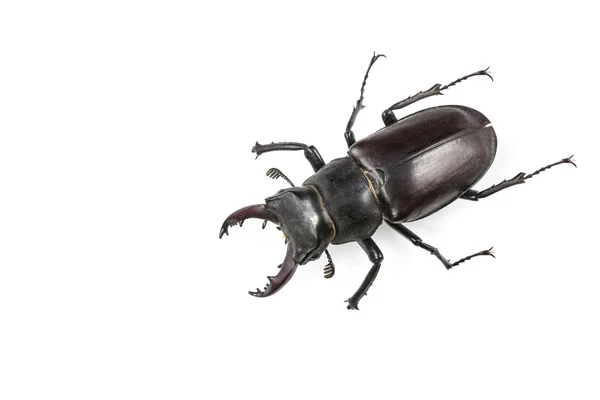 Isolated Stag Beetle — Stock Photo, Image
