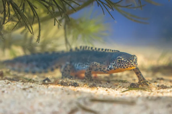 Submersed Alpine Newt in a pool — Stock Photo, Image