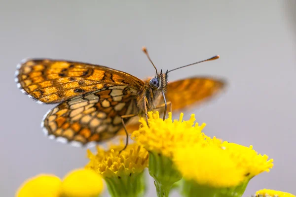 Undersidan vingar av Heath pärlemorfjäril fjäril — Stockfoto