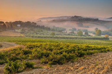 Genç Chianti bağ Tuscan kırsal, İtalya