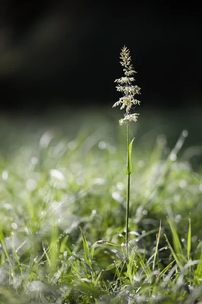 Yorkshire fog Grass (Holcus lanatus) in the Early Morning With D — Stock Photo, Image