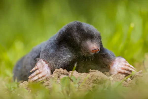 Mole animal Stock Photos, Royalty Free Mole animal Images | Depositphotos Mole animal Stock Photos, Royalty Free Mole animal Images | Depositphotos