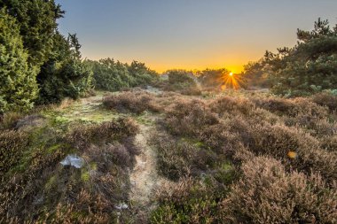 Soğuk bir sabahta, Hollanda 'nın Drenthe Eyaleti' nde, Kasım ayında soğuk bir havada Heathland 'da. Avrupa 'nın doğasında manzara manzarası,