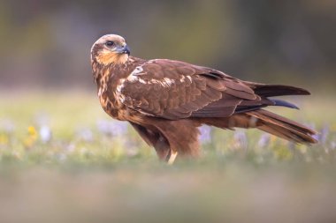 Marsh harrier (Circus aeruginosus), İspanya 'nın Vilagrassa, Katalonya, İspanya' daki dişi yırtıcı kuşun yan görüntüsü. Nisan.