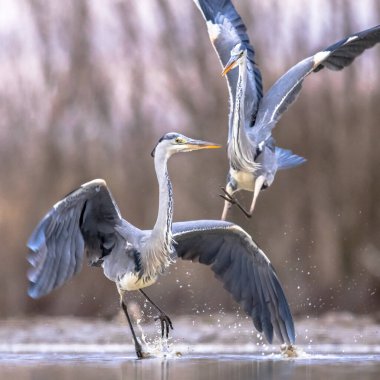 Csaj Gölü, Kiskunsagi Ulusal Parkı, Pusztaszer, Macaristan 'da iki gri balıkçıl savaşıyor. Şubat. Gri balıkçıl, Avrupa, Asya ve Afrika 'da yaşayan yırtıcı bir kuş türüdür..