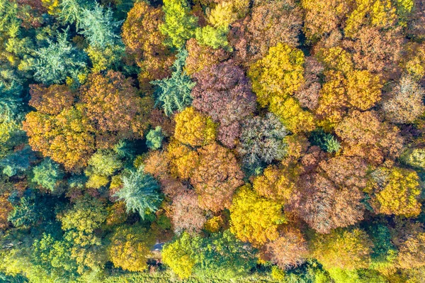 Вид Сверху Смешанного Леса Осенних Цветах Gasselte Drenthe Netherlands Ландшафтные — стоковое фото