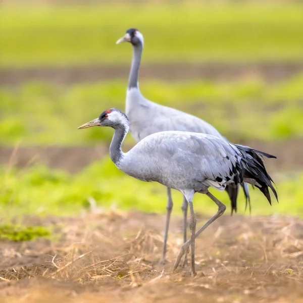 Kranich Grus Grus Gruppe Großer Zugvögel Die Sich Auf Landwirtschaftlichem — Stockfoto
