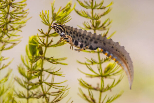 Common newt (Lissotriton vulgaris) male aquatic amphibian swimming in freshwater habitat of pond. Underwater wildlife scene of animal in nature of Europe. Netherlands.