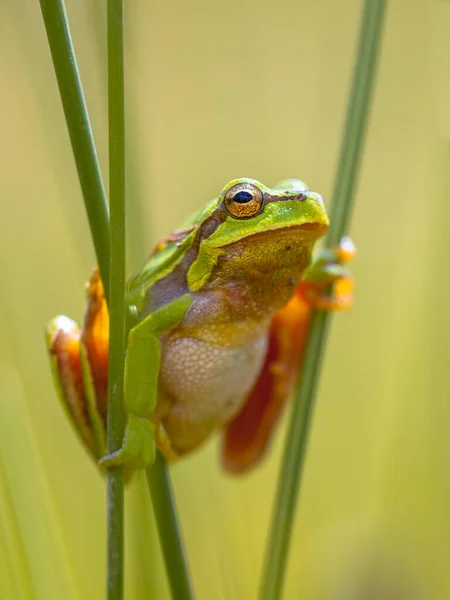 European Tree Frog Hyla Arborea Climbing Common Rush Juncus Effusus — Stock Photo, Image
