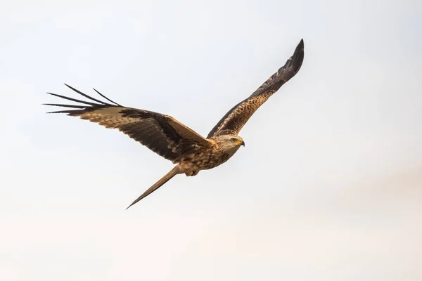 Cometa Roja Milvus Milvus Volando Pirineos Españoles Vilagrassa Cataluña España — Foto de Stock