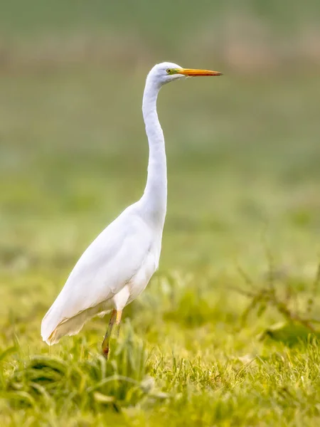 Volavka Velká Ardea Alba Volavka Velká Kráčí Krmí Zelených Loukách — Stock fotografie