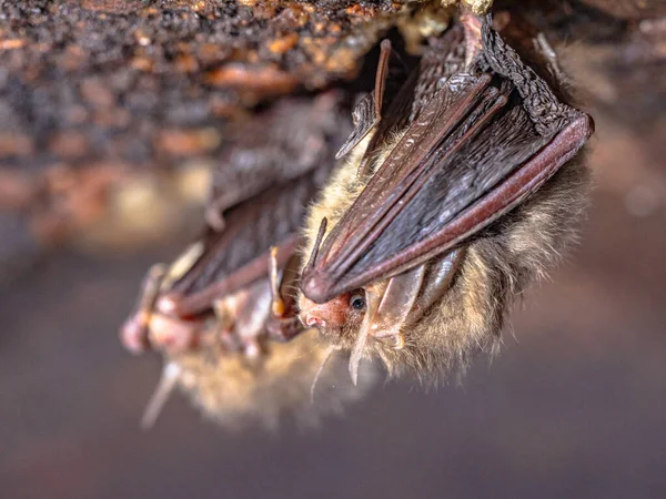 Brown Long Eared Bat Common Long Eared Bat Plecotus Auritus — Stock Photo, Image