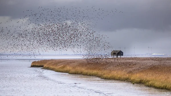 欧洲海鸟 Sturnus Vulgaris 从Lauwersmeer的栖息地起飞 欧洲大自然中的野生动物景观 — 图库照片