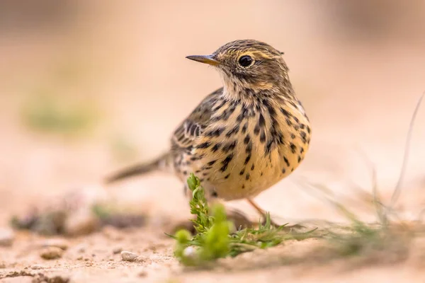 Réti Pipit Anthus Pratensis Egy Kis Járóképes Madár Amely Európa — Stock Fotó