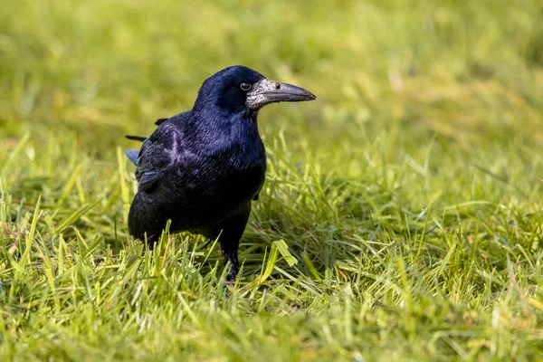Retrato Torre Eurasiática Corvus Frugilegus Pájaro Negro Con Base Desnuda — Foto de Stock
