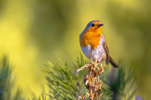 Красная Малиновка Erithacus Rubecula Кормящая Птиц Экологическом Саду Ярком Фоне — стоковое фото