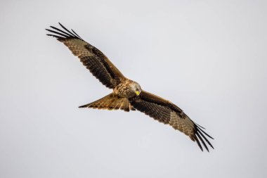 Kırmızı uçurtma (Milvus milvus) İspanyol Pireneleri, Vilagrassa, Katalonya, İspanya 'da uçar. Nisan. Batı Avrupa ve kuzeybatı Afrika 'da, kuzeydoğu ve orta Avrupa' dan gelen kuşlar daha güney ve batı bölgelerinde yaşamaktadır.