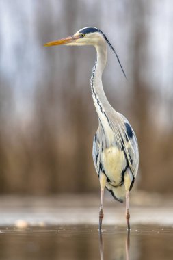 Gri balıkçıl (Ardea cinerea) Csaj Gölü, Kiskunsagi Ulusal Parkı, Pusztaszer, Macaristan 'da avlanır. Şubat. Çoğunlukla su canlılarıyla beslenir..
