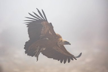 Griffon akbabası (Gyps fulvus) İspanya Pireneleri, Katalonya, İspanya, Nisan 'da puslu koşullarda uçar. Yırtıcı kuş familyasından Accipitridae familyasından büyük bir Eski Dünya akbabası. Ayrıca Avrasya griffonu olarak da bilinir ve Whit ile yakından ilişkilidir.