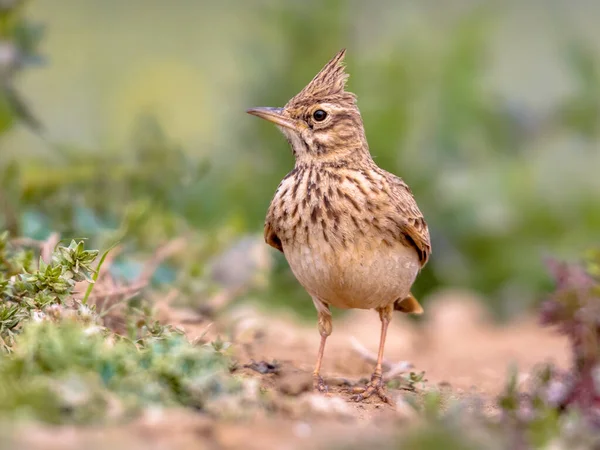 Crested Lark Galerida Cristata Spanyol Pireneusokban Vilagrassa Katalónia Spanyolország Április — Stock Fotó