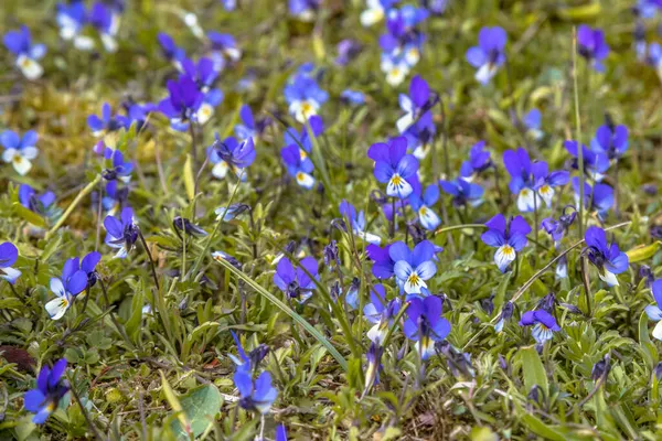 Diuna Heartsease Viola Tricolor Subsp Curtisii Kwitnące Wydmach Amelandu — Zdjęcie stockowe